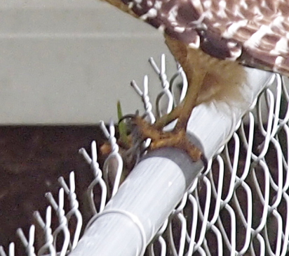 [Hawk is perched on the fence rail balancing on its left foot. Only the feet and the top of the fence are visible in the image. The right foot is extended forwarded slightly with the mouse in its grasp. An eye and nose of the mouse is visible.]